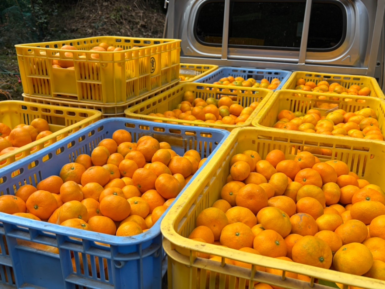 今季終了間近 長崎みかん🍊サイズ混在 2.5kg プラスα ［商品の詳細］を