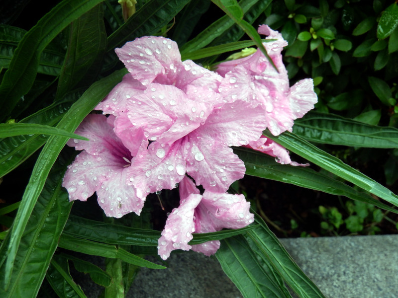 ルエリア トロピックスター | Ruellia brittonia | かぎけん花図鑑