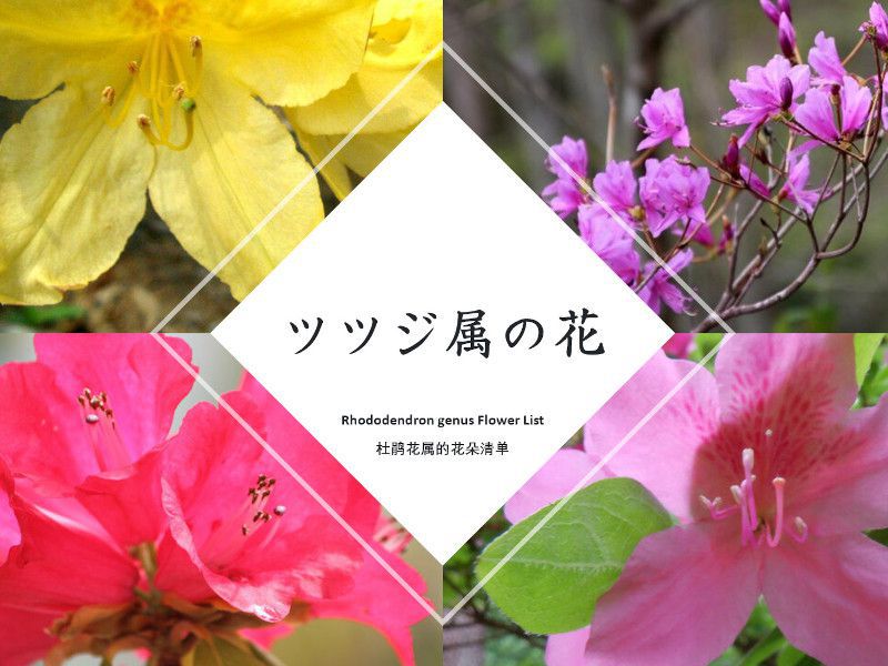 ツツジ属の種類 | かぎけん花図鑑