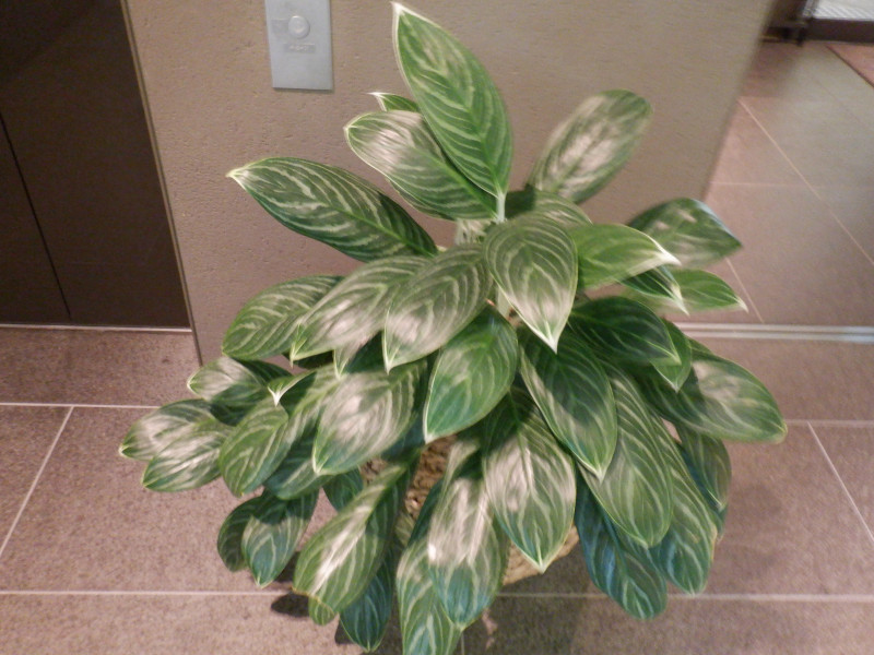 Aglaonema 'Curtisii' | Aglaonema 'Curtisii' | Flower Database