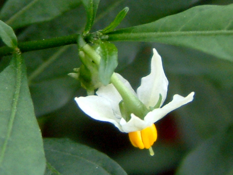 珊瑚シリーズ 10.タマサンゴ（玉珊瑚） | かぎけん花図鑑