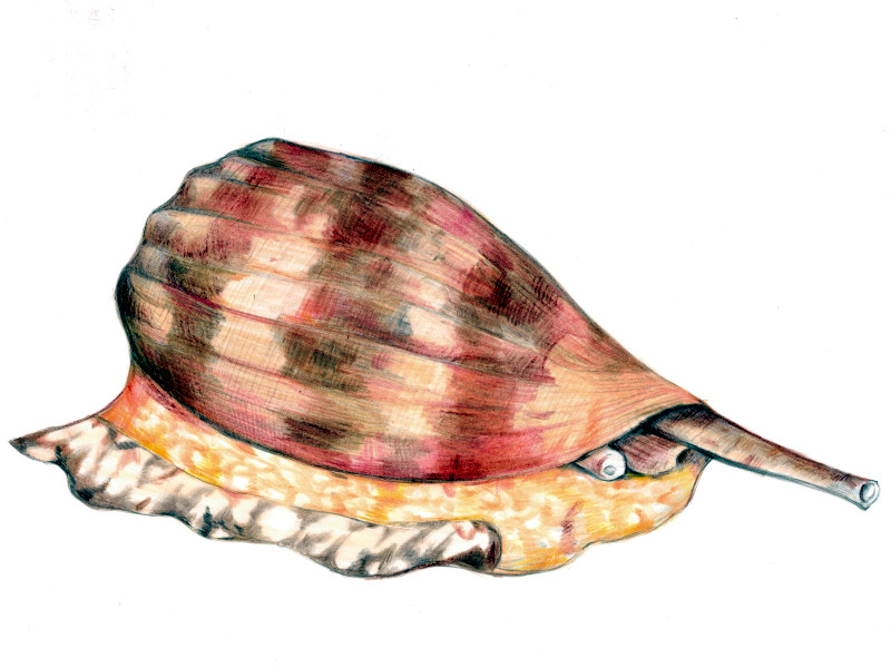 世界一危険な貝」、アンボイナガイ (RAPURATA-RINGOGAI、学名：Pomacea