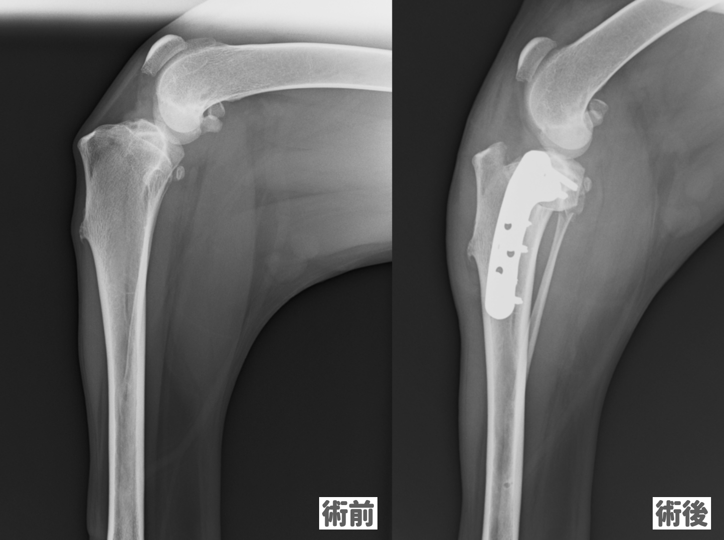 犬の前十字靭帯断裂 | SAMCの症例紹介 | 渋谷駅1分・夜間診療の動物