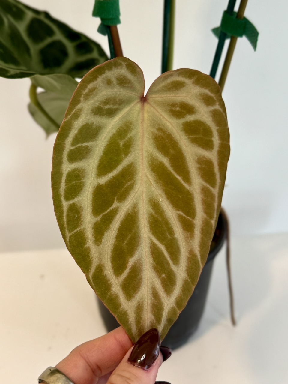 5” Anthurium 'Silver Tiger' x (RC x Dorayaki) ($249.99) from