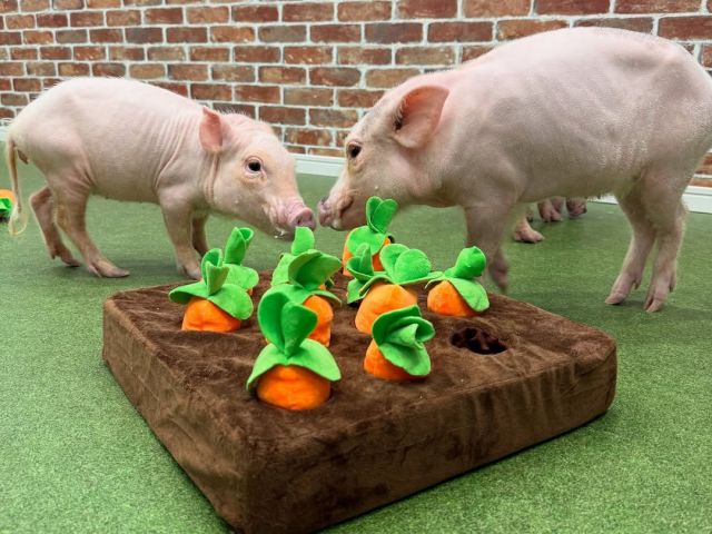 大阪】 大阪 マイクロブタカフェ「豚小屋」入場Eチケット 予約＜30分