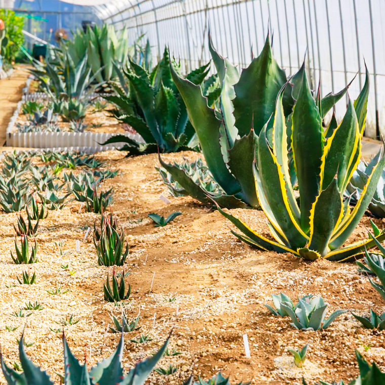 鹿嶋市産 実生アガベ・パリー ホーチエンシス（吉祥天）5号鉢【アガベ