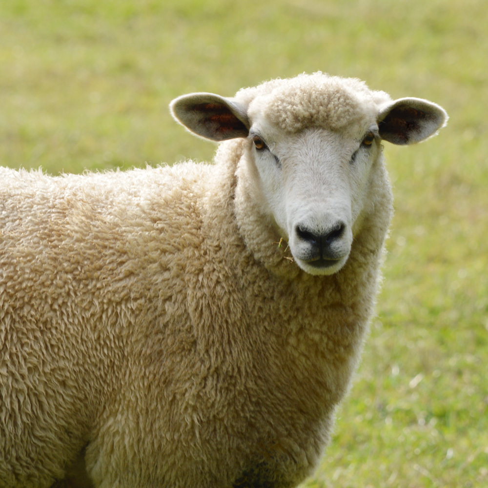 NAMI – Dark Blue（M） ｜ 山形緞通｜オンラインストア