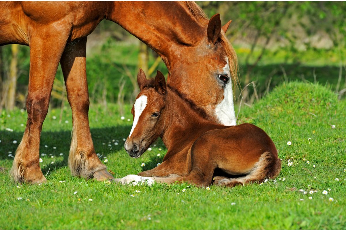 生馬プラセンタ美容液 WMTプラセンタ セラム - 💠高級美顔器のA