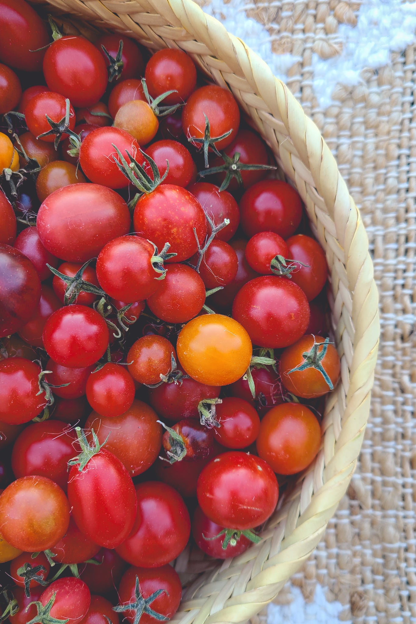 Mission Mountain II' Cherry/Saladette Tomato Grex – Experimental