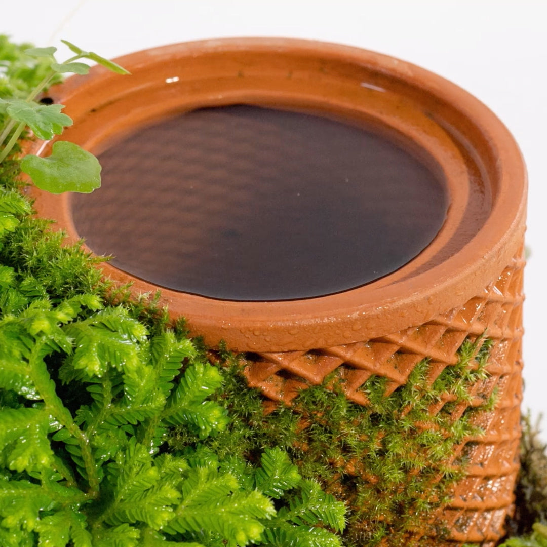 tevaplanter（テバプランター）】正規販売店｜水だけで育てる観葉植物