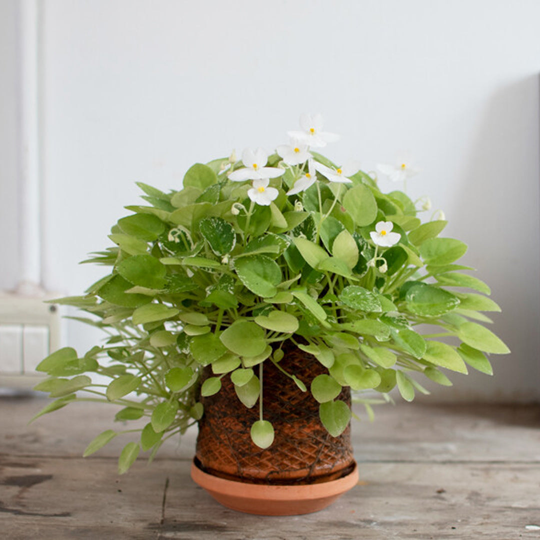 tevaplanter（テバプランター）】正規販売店｜水だけで育てる観葉植物