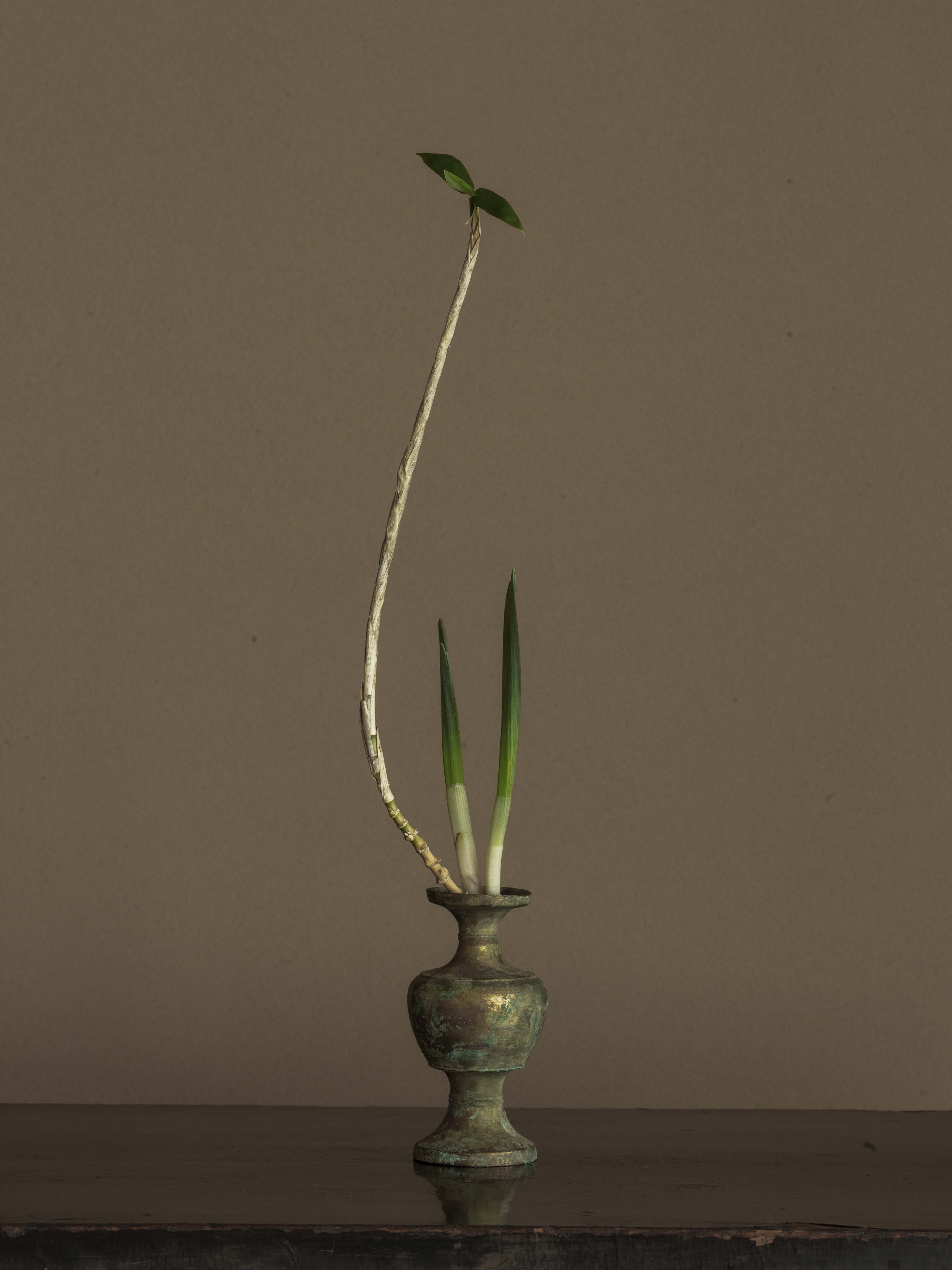 写真｜川瀬敏郎の花｜2 – 青花の会｜seikashop