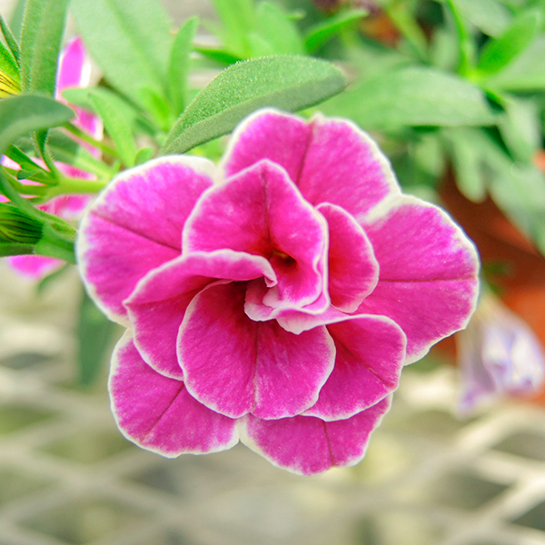 PW公式オンラインストア / スーパーベル(R) ダブルピンクリップル