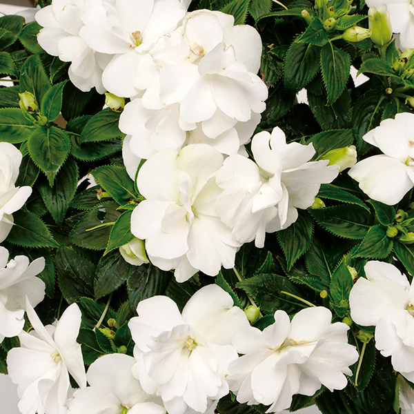 PW公式オンラインストア / ニューギニアインパチェンス ワイルド