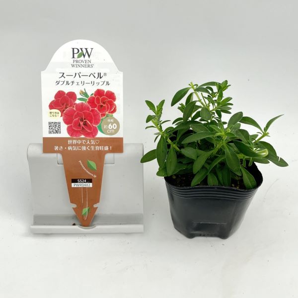 PW公式オンラインストア / スーパーベル(R) ダブルチェリーリップル