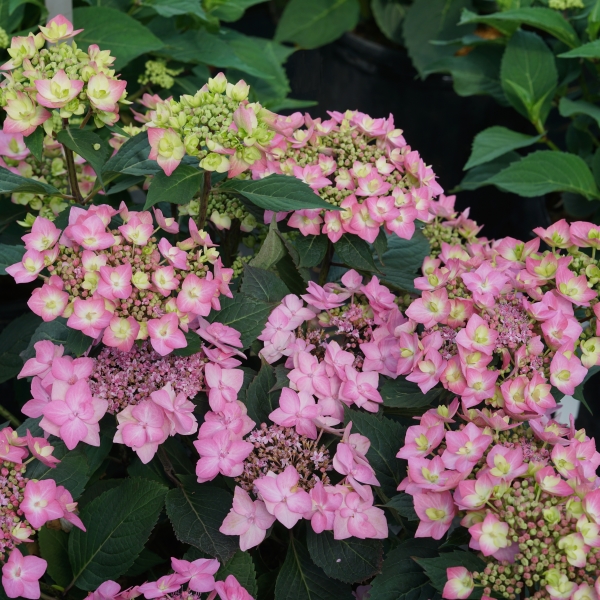 PW公式オンラインストア / 【通常商品】アジサイ サマーメドレー