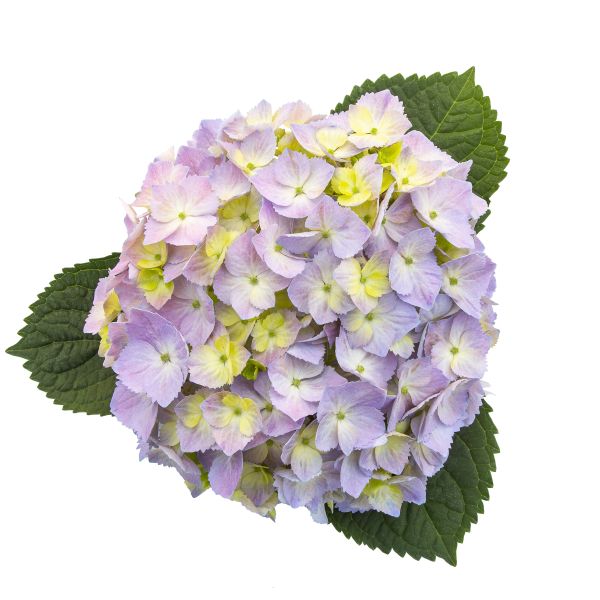 PW公式オンラインストア / アジサイ サマーメドレー ペールシャボン