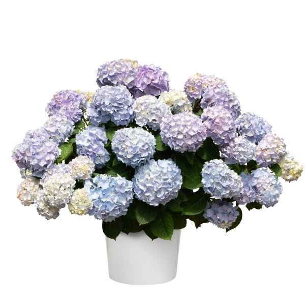 PW公式オンラインストア / アジサイ サマーメドレー ペールシャボン