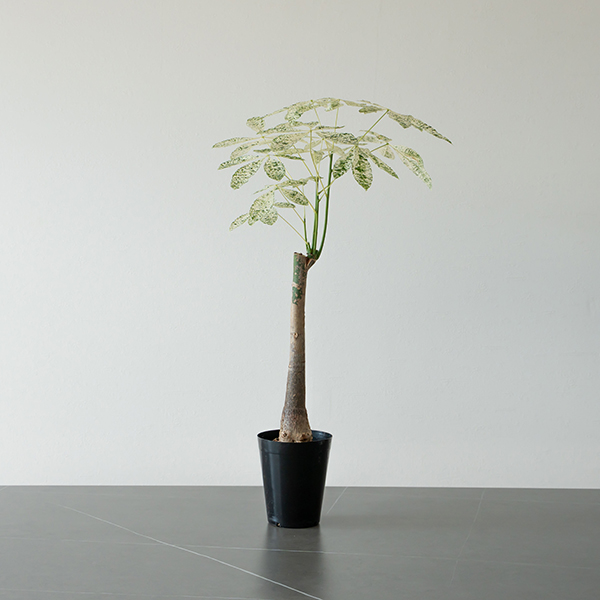 パキラ ミルキーウェイ 5号 1 園芸ネット本店｜パキラ：ミルキーウェイ