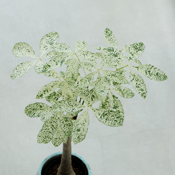 PW公式オンラインストア / 【通常商品】パキラ ミルキーウェイ