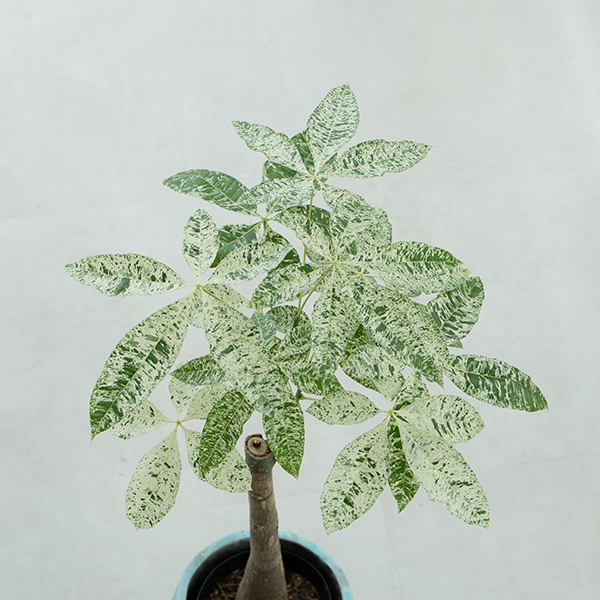 PW公式オンラインストア / 【通常商品】パキラ ミルキーウェイ