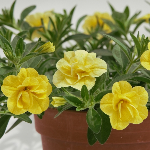 PW公式オンラインストア / スーパーベル(R) ダブルイエロー