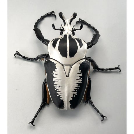 予約受付終了】【4個入りパック】1/1 ゴライアスオオツノハナムグリ