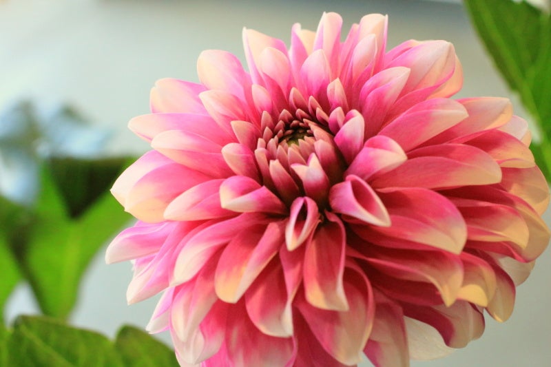 ダリア ナマハゲビューティー | 旬なお花と電算室のおやじ