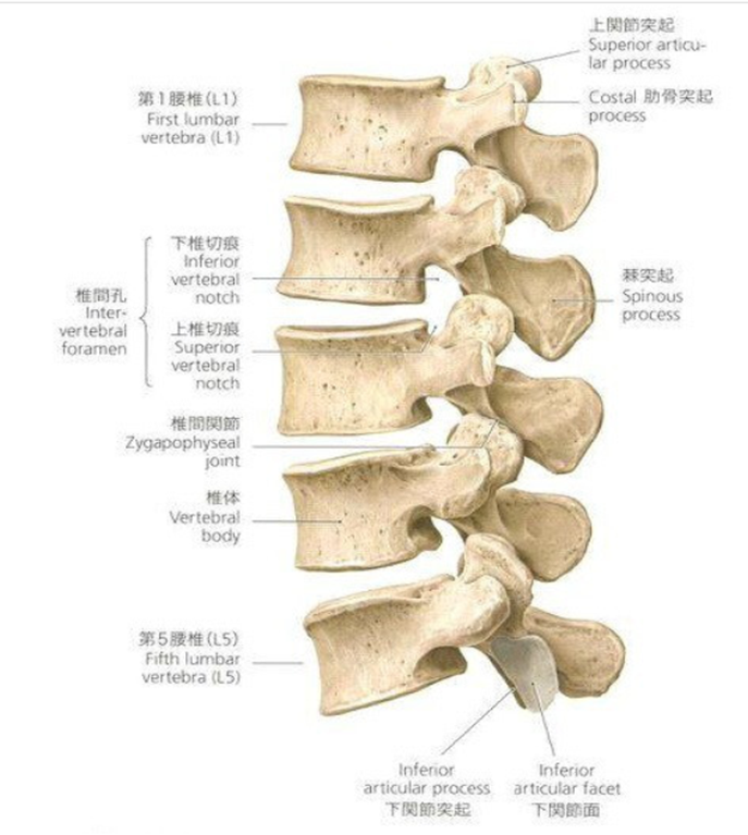 腰椎〜解剖学的知識まとめ | 伊佐次の理学療法&オステオパシーブログ