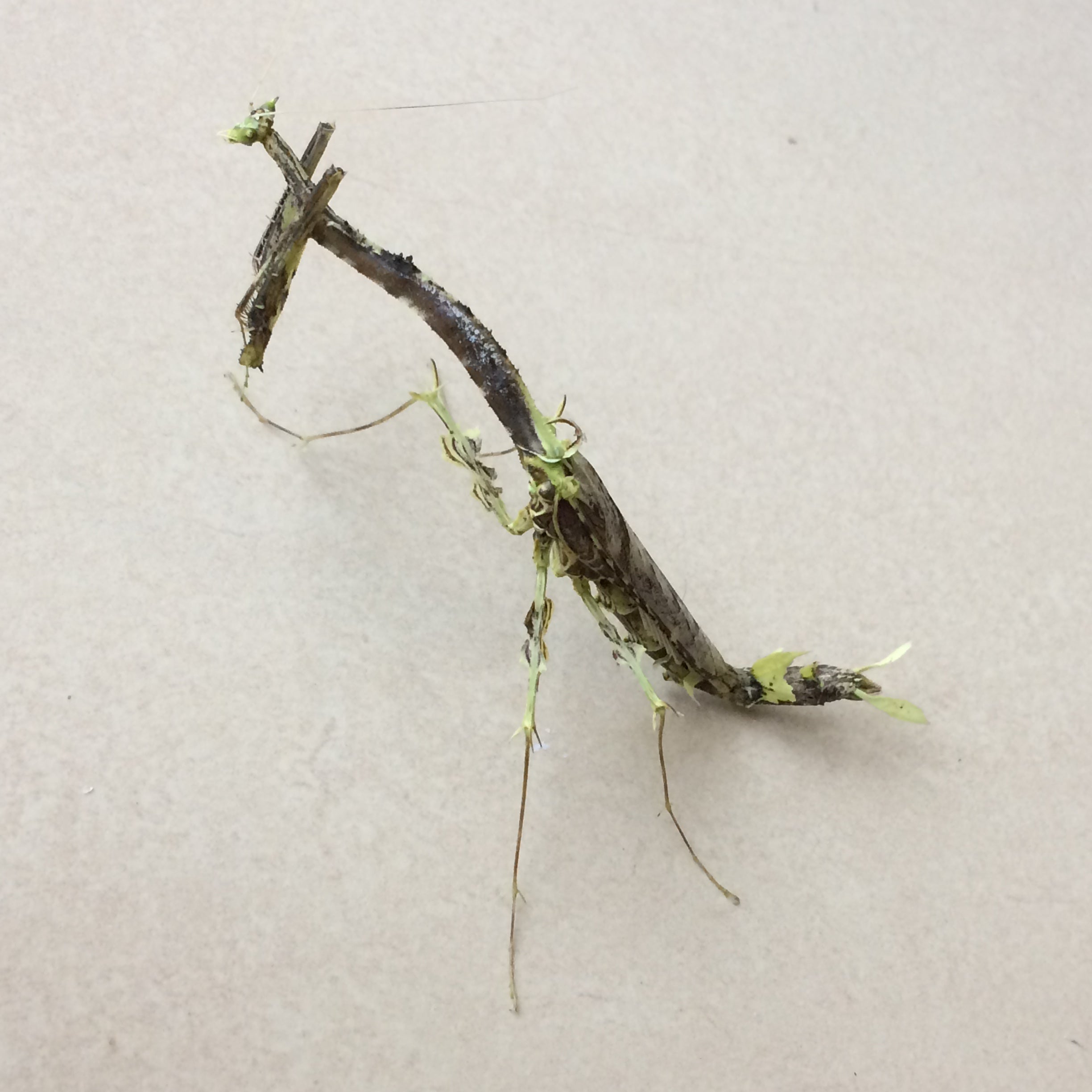 オオカレエダカマキリ | いきもの物語