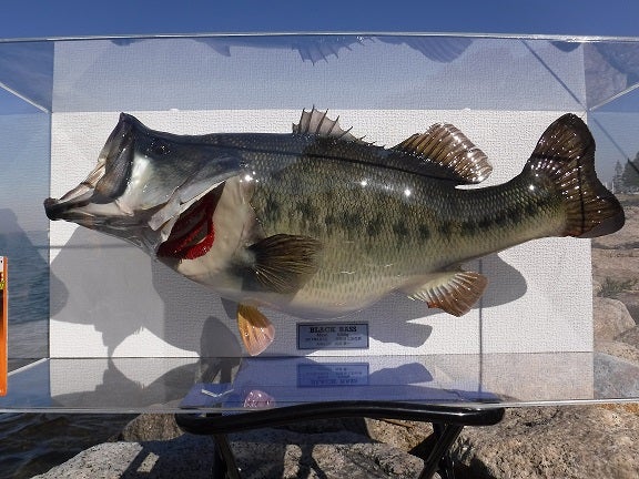 自己記録！65cm・6380gのバスの剥製が出来上がってきました