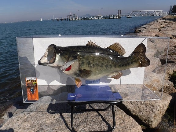 ブラックバス 剥製 剥製工房フィッシュワールド ブラックバス 剥製