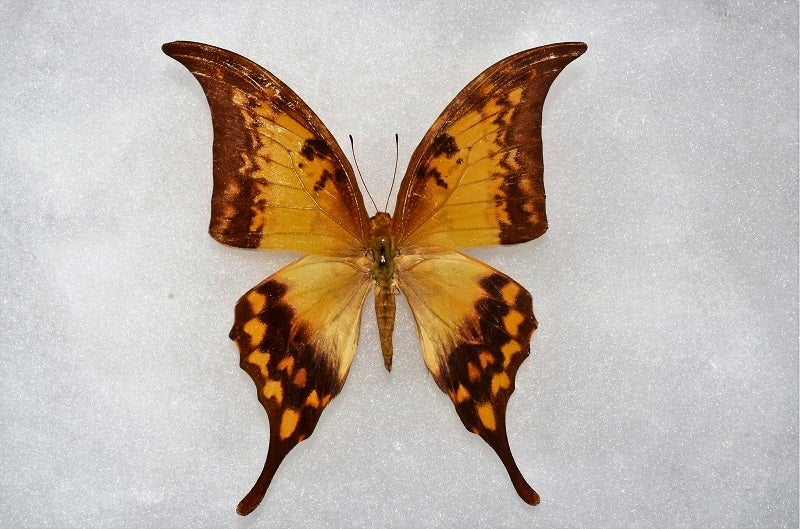 憧れのテングアゲハ(Teiopalpus imperialis)と 手元の本 | 昆虫漂流記