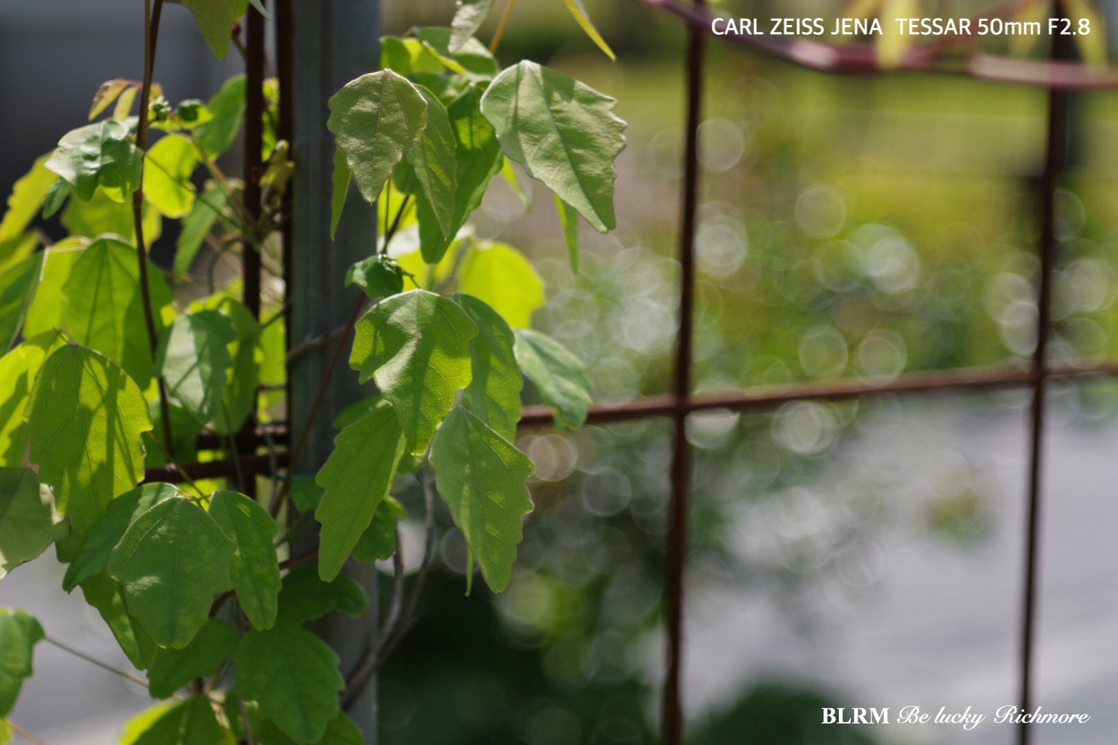 CARL ZEISS JENA TESSAR 50mm F2.8 テッサー 作例 | BLRM ブラッキー