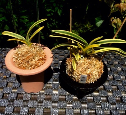 黄玉殿 | 富貴蘭を楽しんでブログ