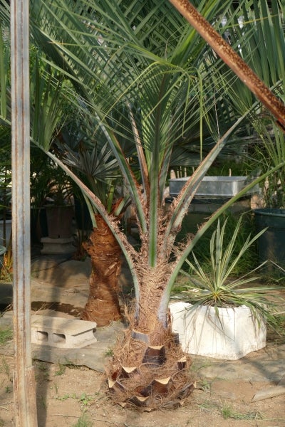 中型サイズの地植えココスヤシを鉢上げしてみました。 | コタブロ日記