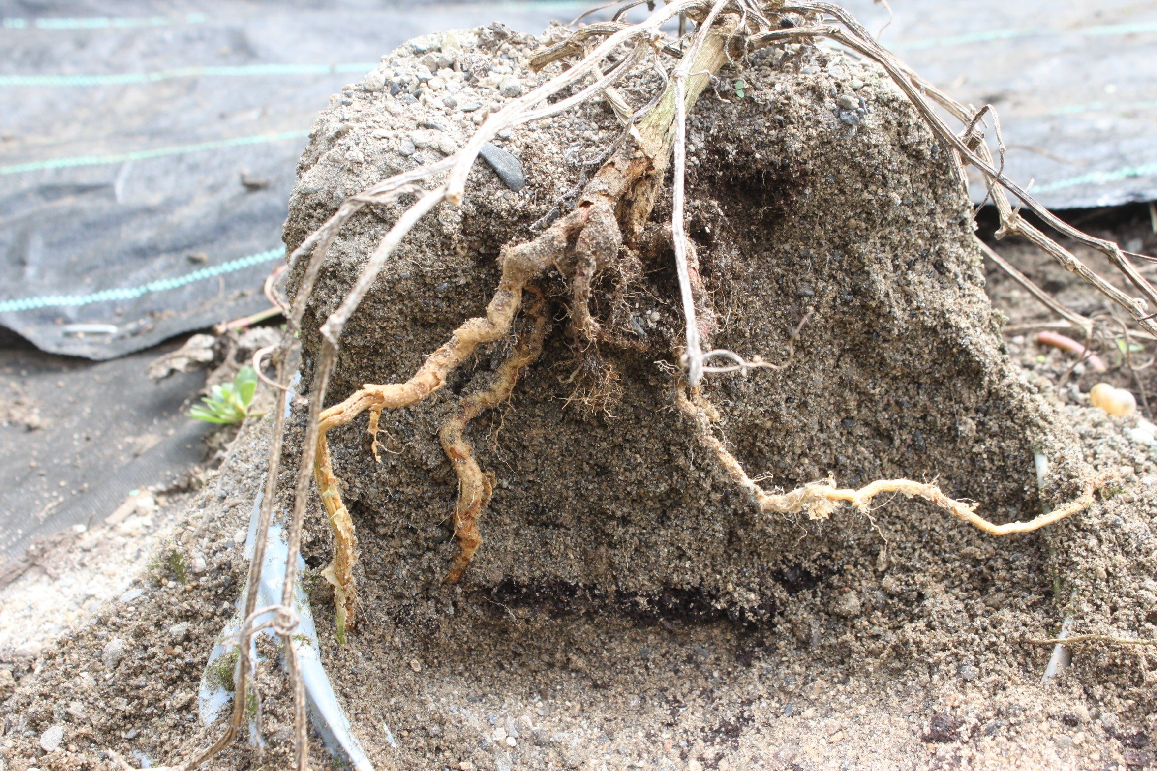 根っこ比べ | nasuくん菜園13年生