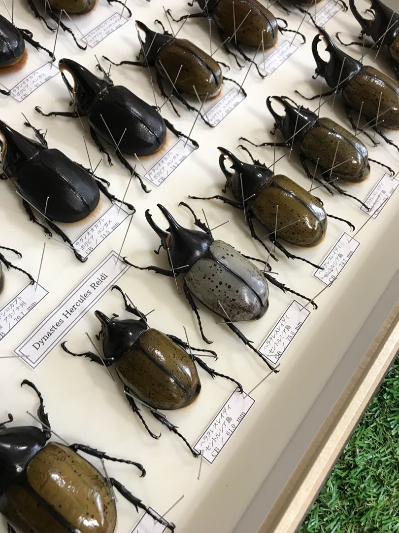 ☆ Dynastes属 標本！ヘラクレス・レイディ・ブルー 更新