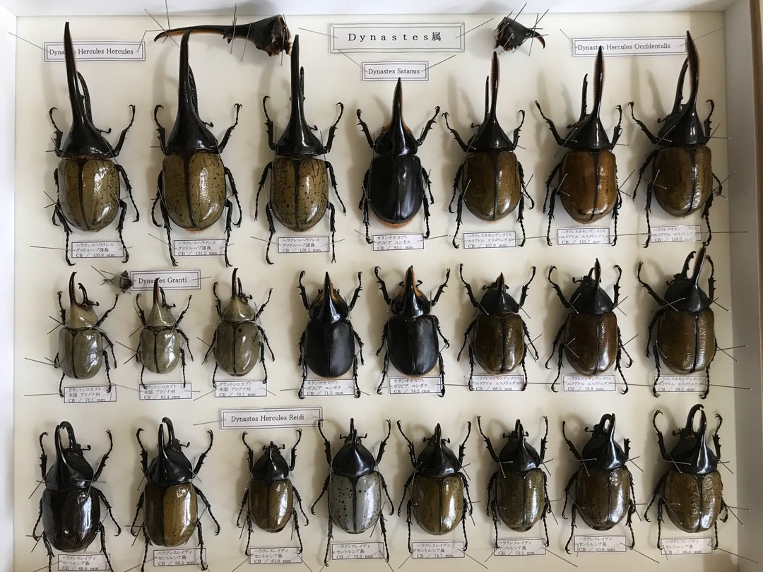 ☆ Dynastes属 標本！ヘラクレス・レイディ・ブルー 更新