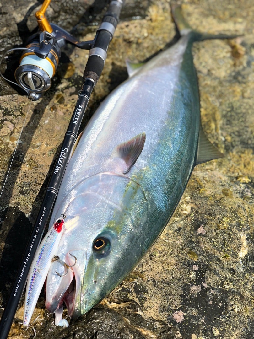 ZENITH schelm (ゼニス シュレム)1102m | TO THE BEST ROCKY SHORE