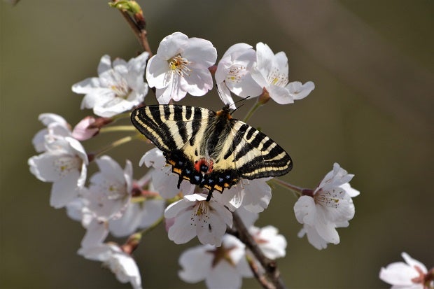 ギフチョウ と 桜 福井県 南条郡 2019－04－13 | 昆虫漂流記