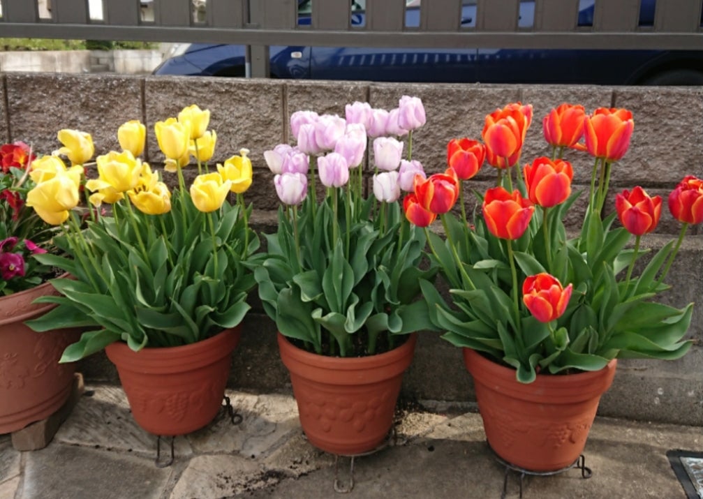 チューリップの植えつけ | ともの寄せ植えガーデニング