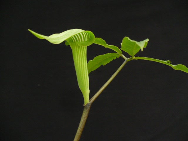 ヒュウガヒロハテンナンショウ | 草のゆりかご－－つるかめ山草園－－