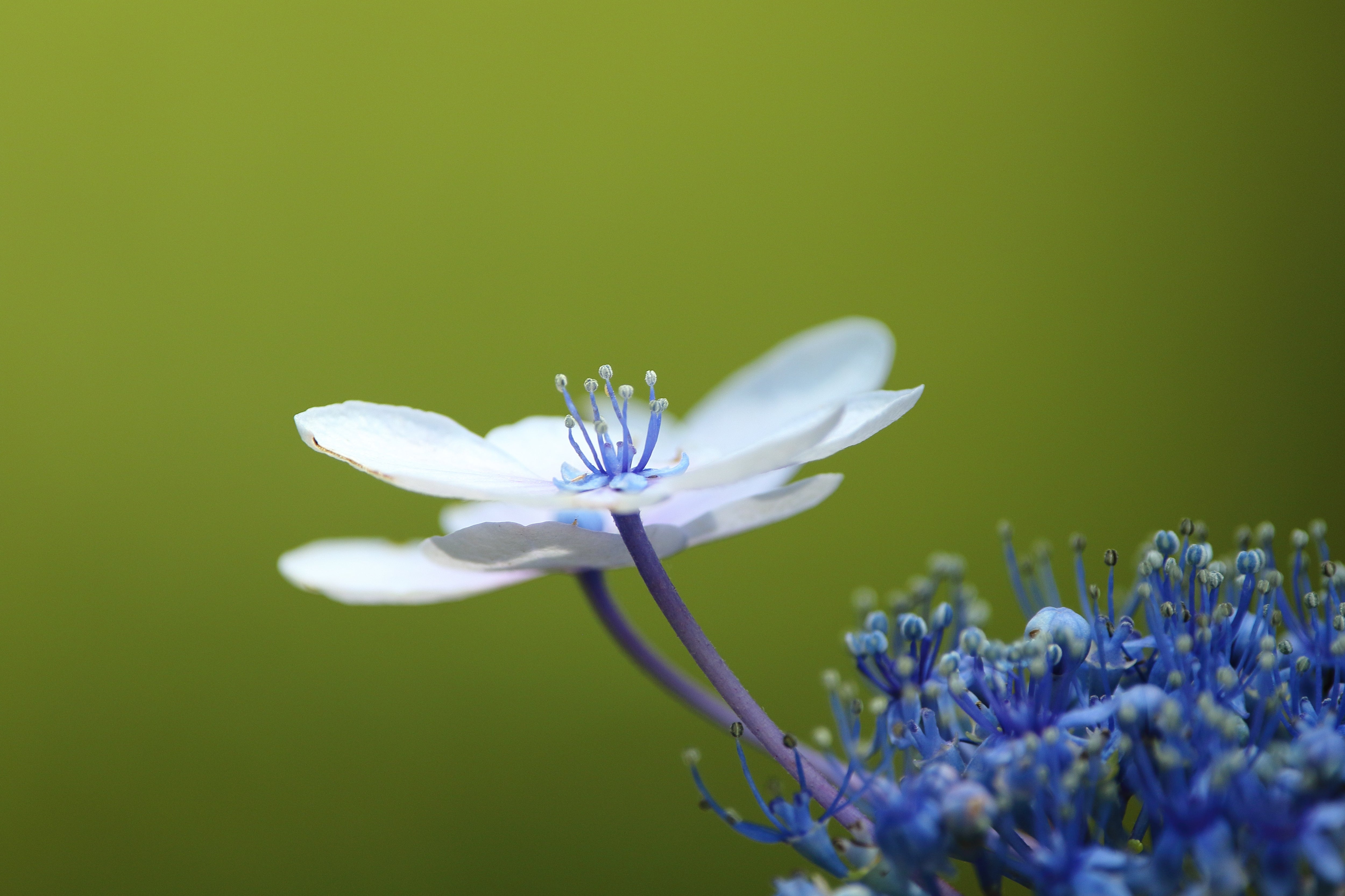 SIGMA AF 400mm F5.6 APO TELE MACRO HSM ～ サンコウチョウ | Konchan