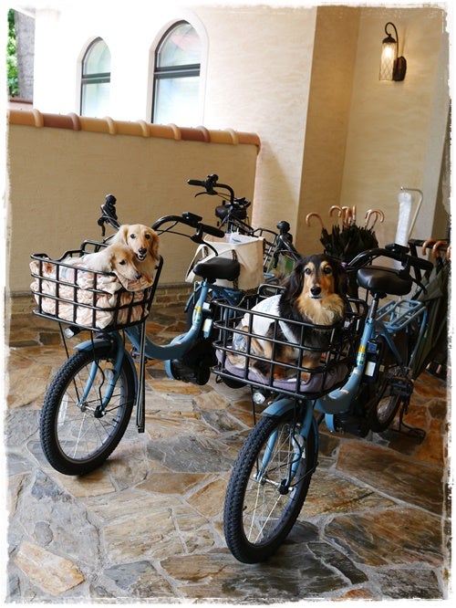 軽井沢旅行＊サイクリング編 | coco-coco-coco Mダックスの成長日記