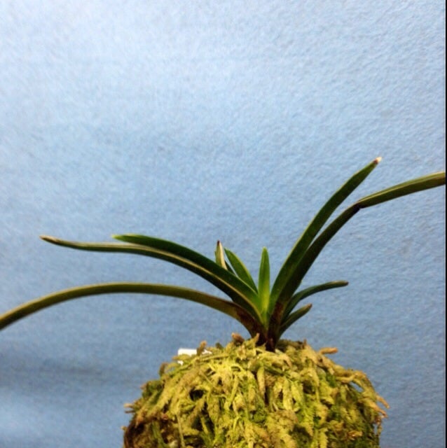 富貴蘭 古い品種を見直す 「大八洲」「八洲の月」「八洲縞」 | 豊の国の翁