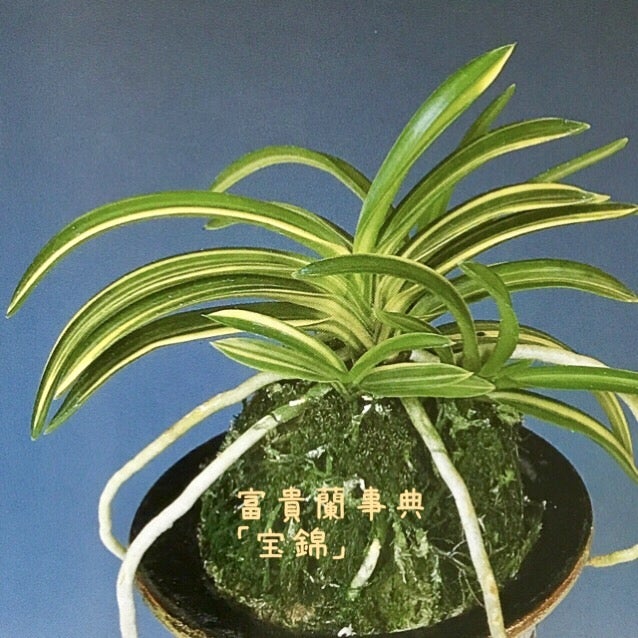 富貴蘭 必見！！至楽宝（至楽覆輪） 富貴蘭 必見！！至楽宝（至楽覆輪