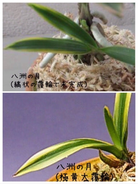 富貴蘭 古い品種を見直す 「大八洲」「八洲の月」「八洲縞」 | 豊の国の翁