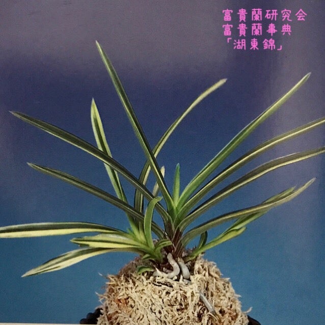 富貴蘭 名品 「湖東錦」の青(柄抜け)の棚入り | 豊の国の翁