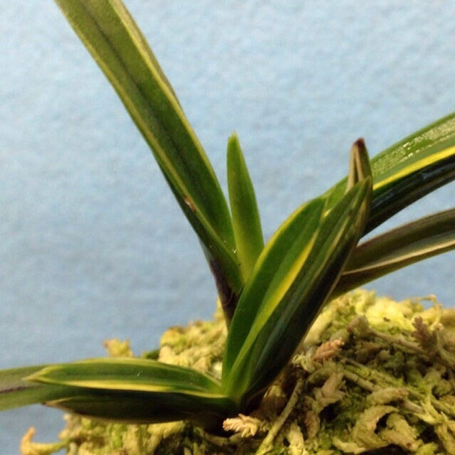 富貴蘭 古い品種を見直す 「大八洲」「八洲の月」「八洲縞」 | 豊の国の翁